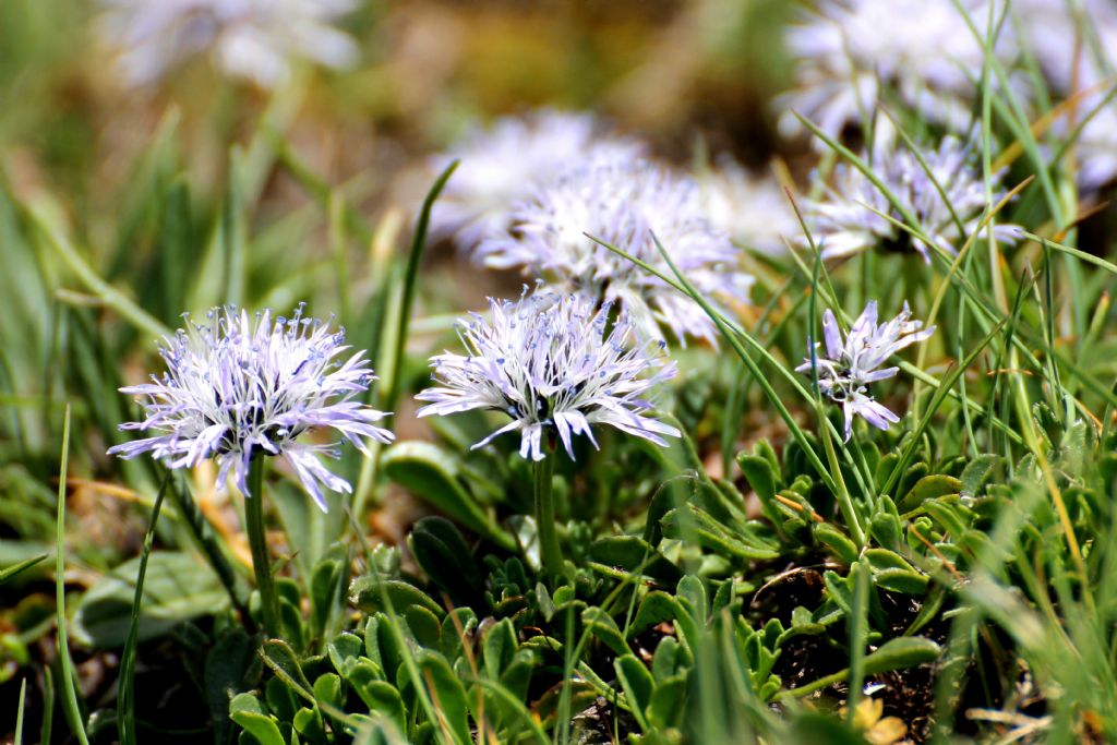 Globularia cordifolia